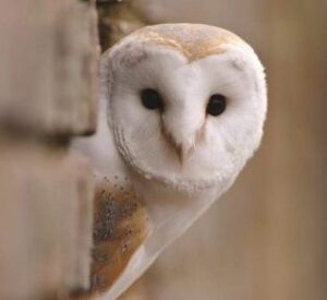 barn owl andrew masonree birdwatching holiday cottages