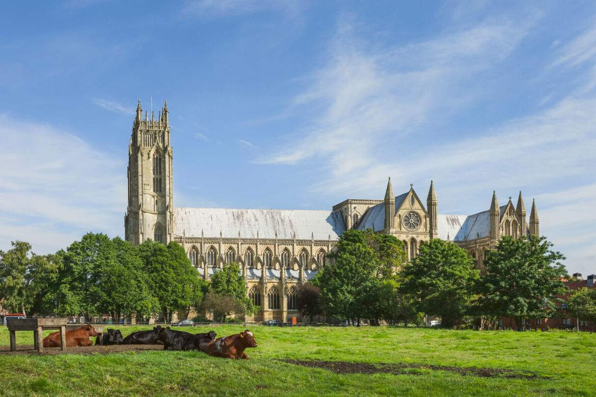 beverley minster with cattle in a field in front