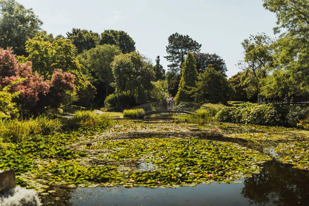 garden with lily ponds