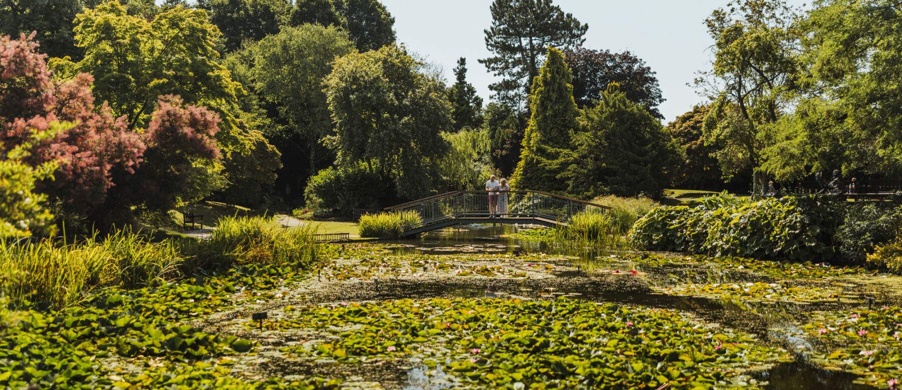 garden with lily ponds