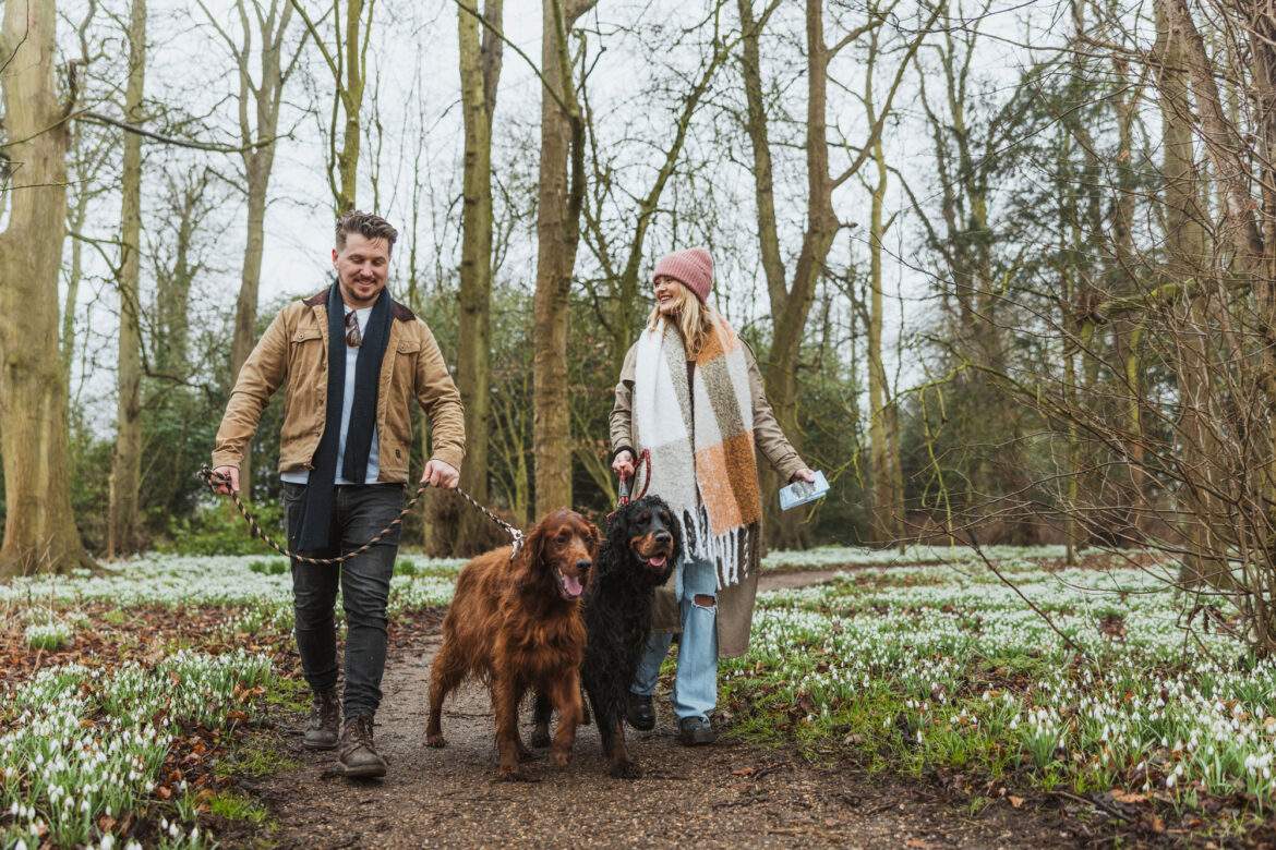 couple walking large dogs at burton agnes