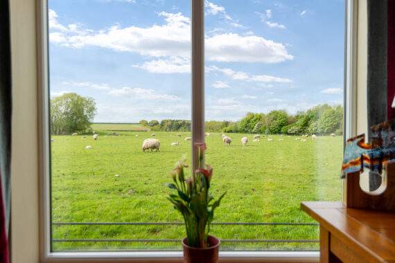 view out of a window showing sheep grazing in a paddock 