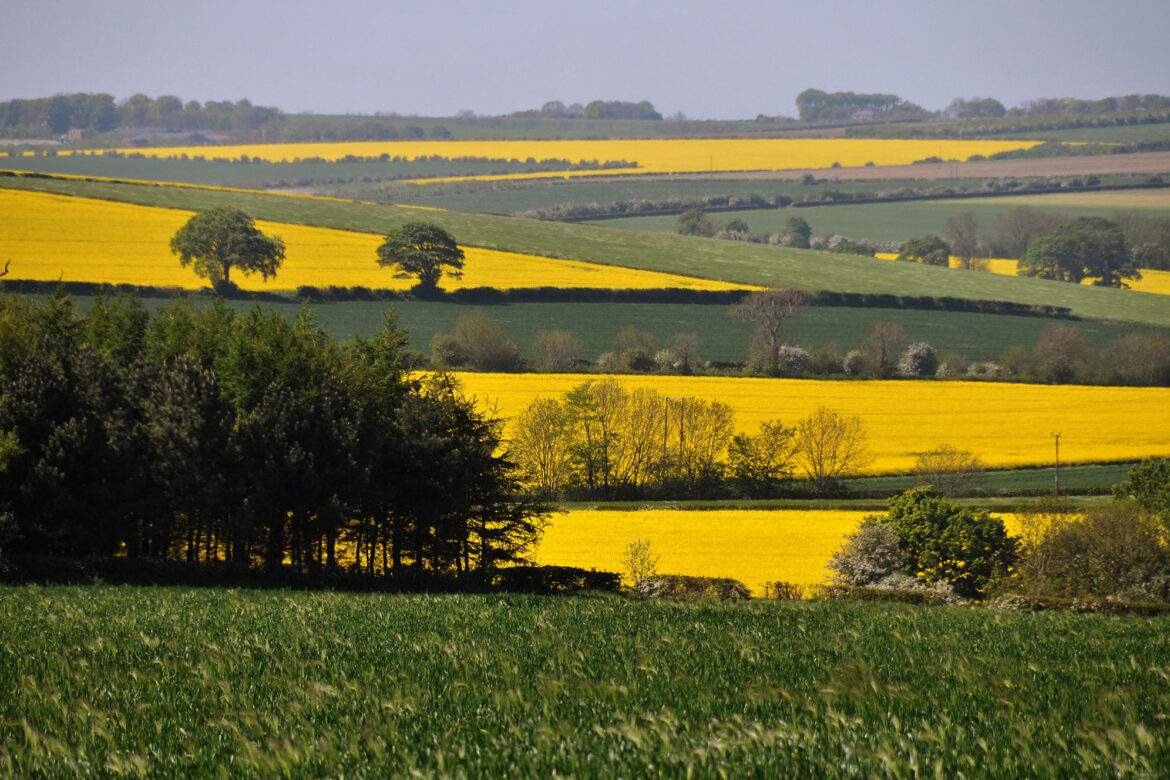 rolling landscape with yellow rape fields
