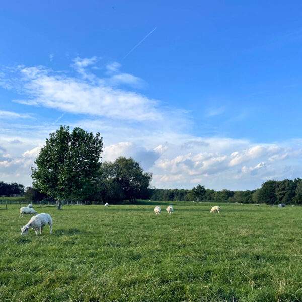 lovely big blue sky with sheep grazing in the field 