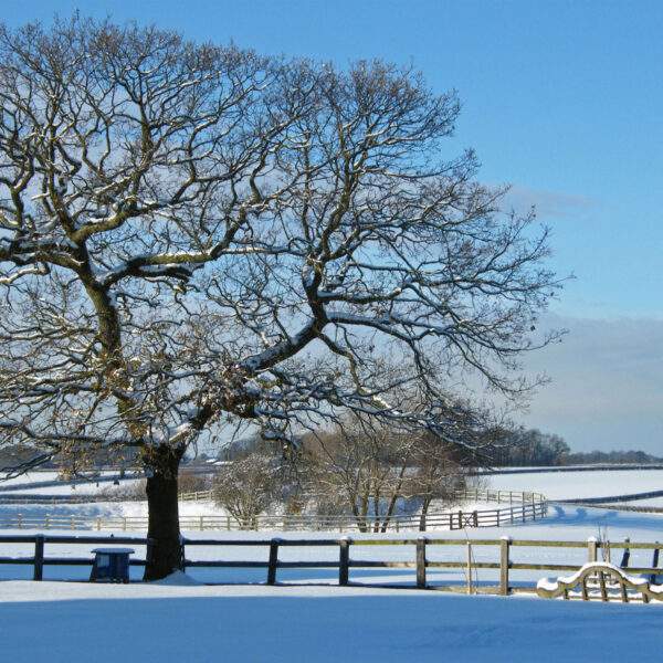 Oak tree in the snow 