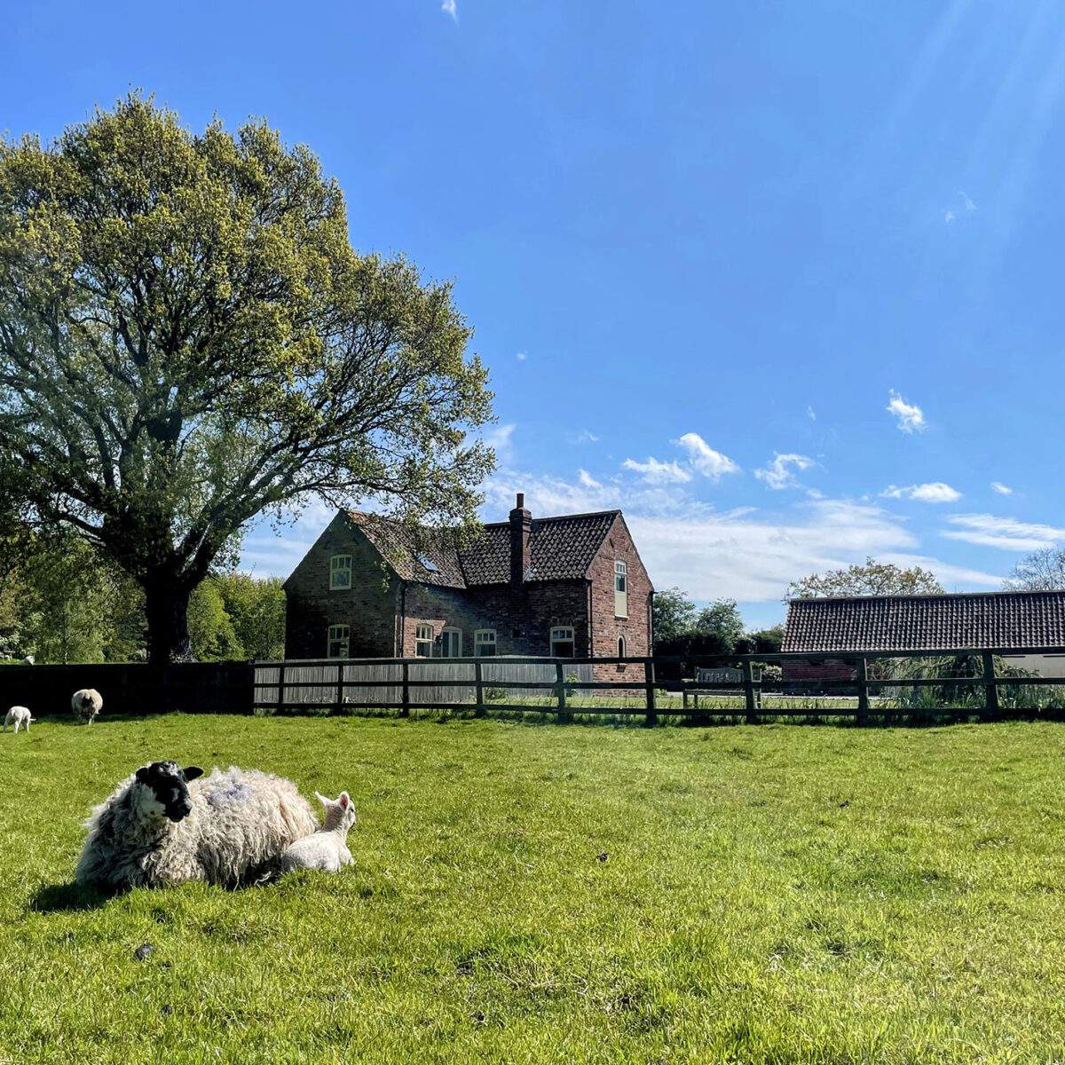 Sheep and her lamb in the paddock outside Forge cottage 