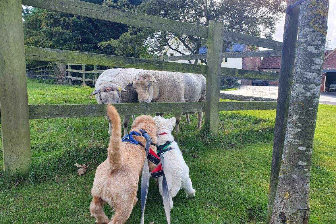 Dogs making friends with the rams