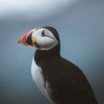 puffin at Bempton Cliffs