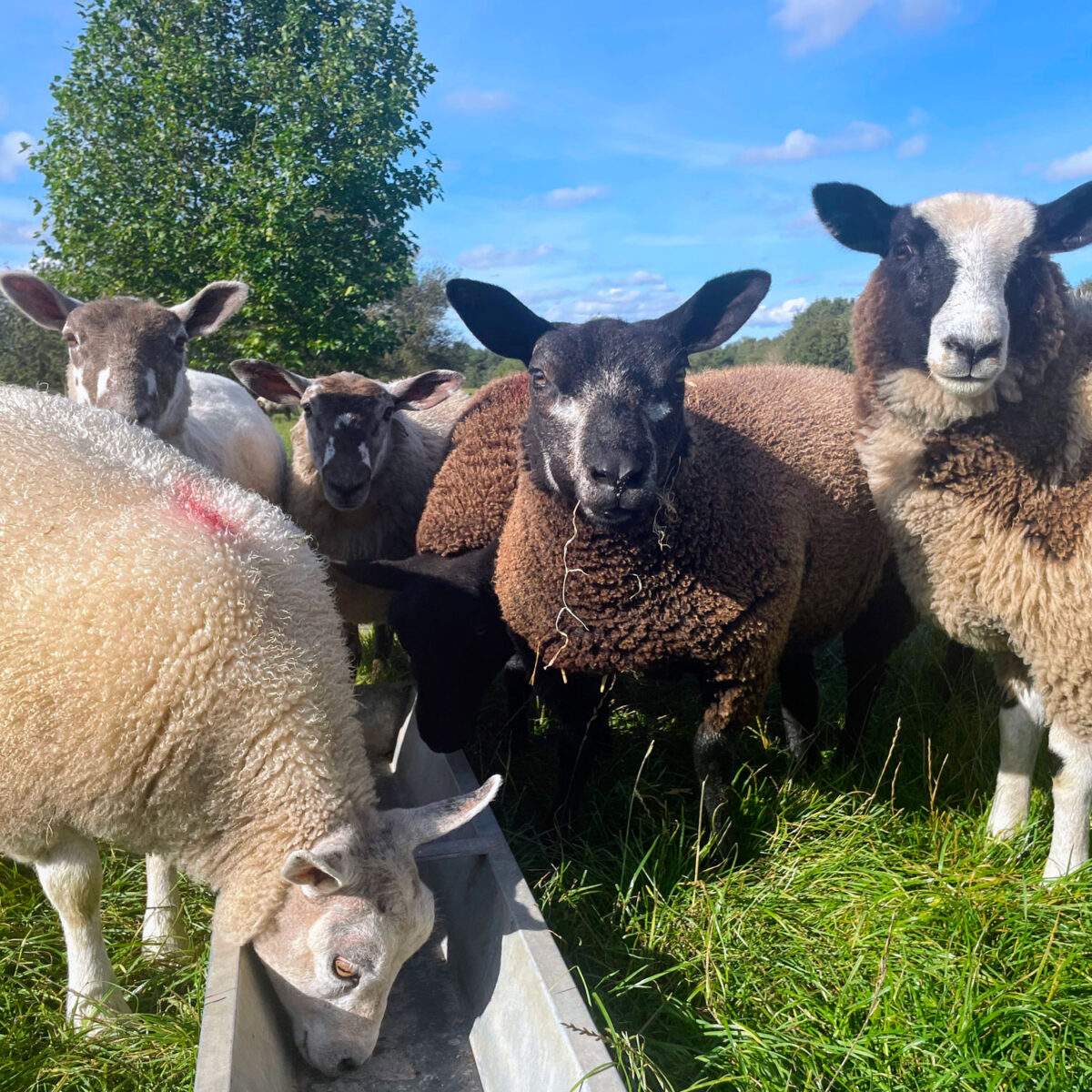 Sheep by the feeder 