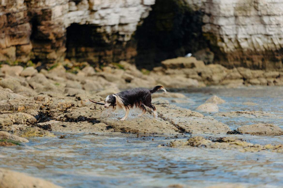 wet dog at the seaside