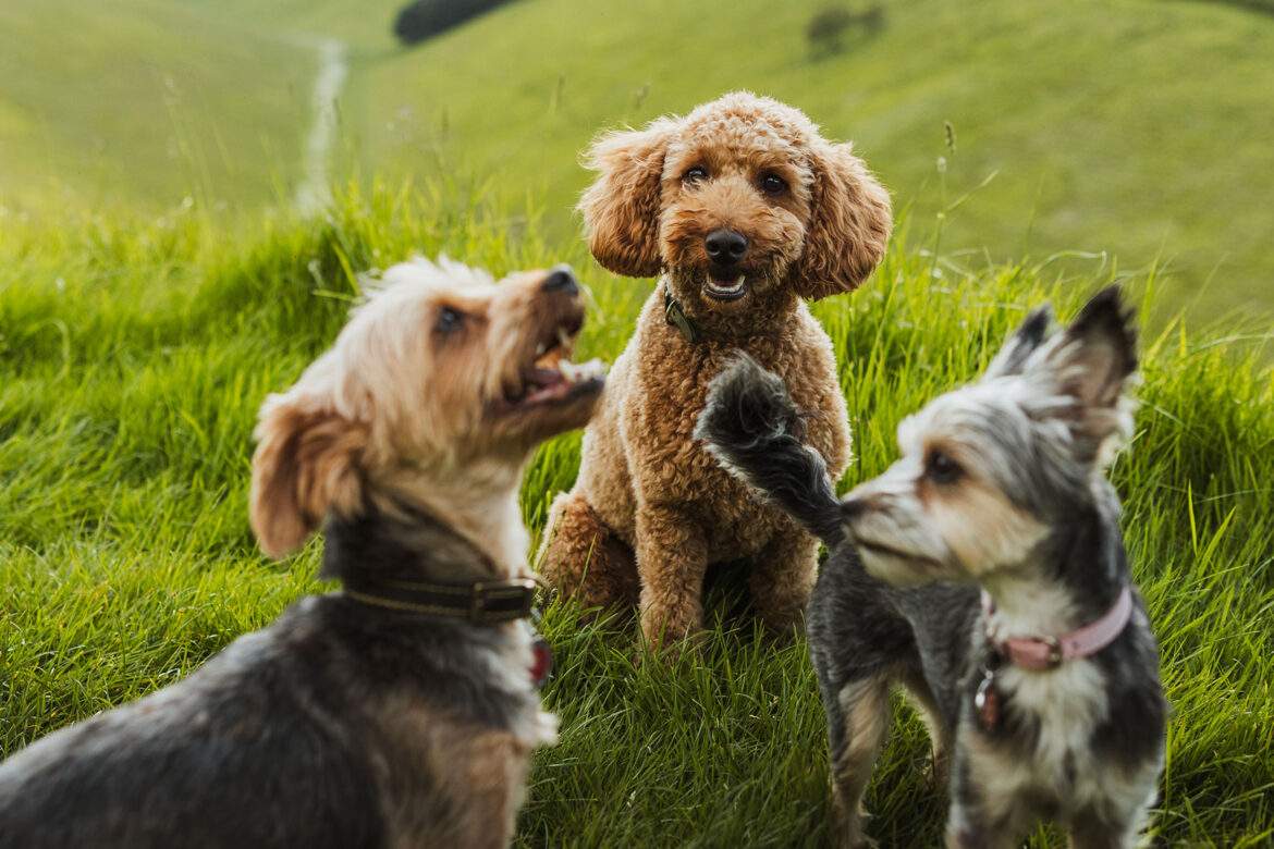 Dogs enjoying a walk on the Yorkshire Wolds