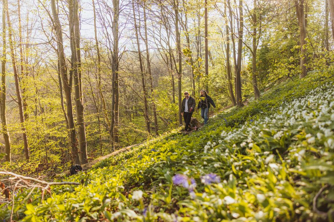 couple walking with their dog in a wood