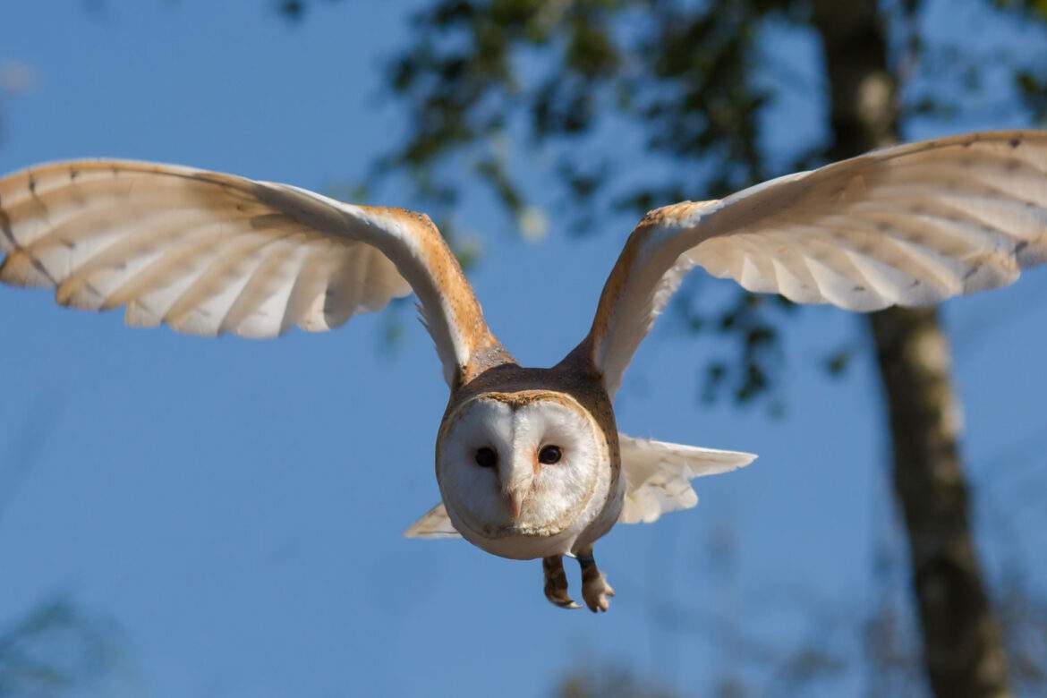 Barn owl in flight - Danny Moore - Pixabay