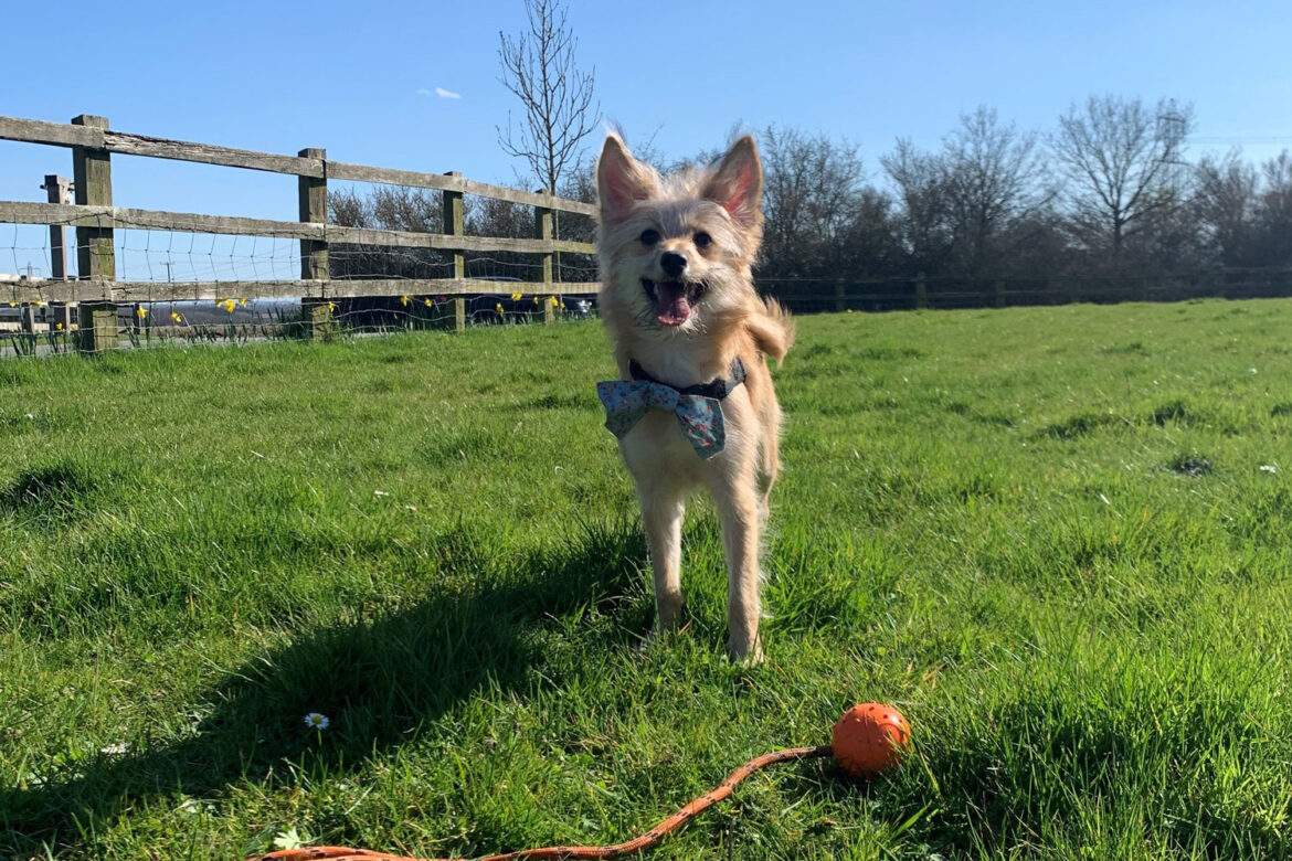 Small dog at Broadgate Farm
