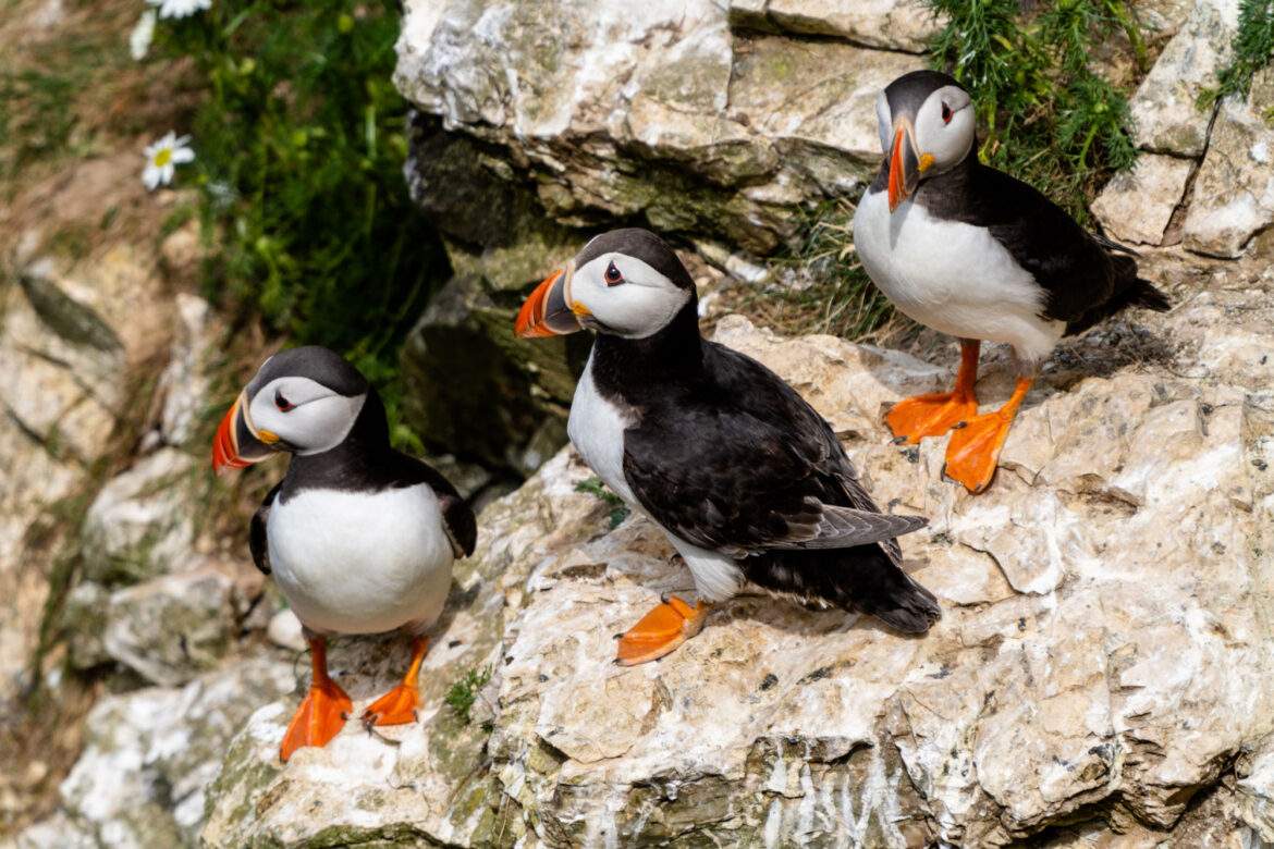 3 puffins on the cliffs