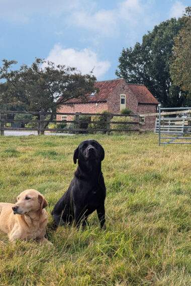 Two labradors sitting in the paddock with Forge cottage in the background