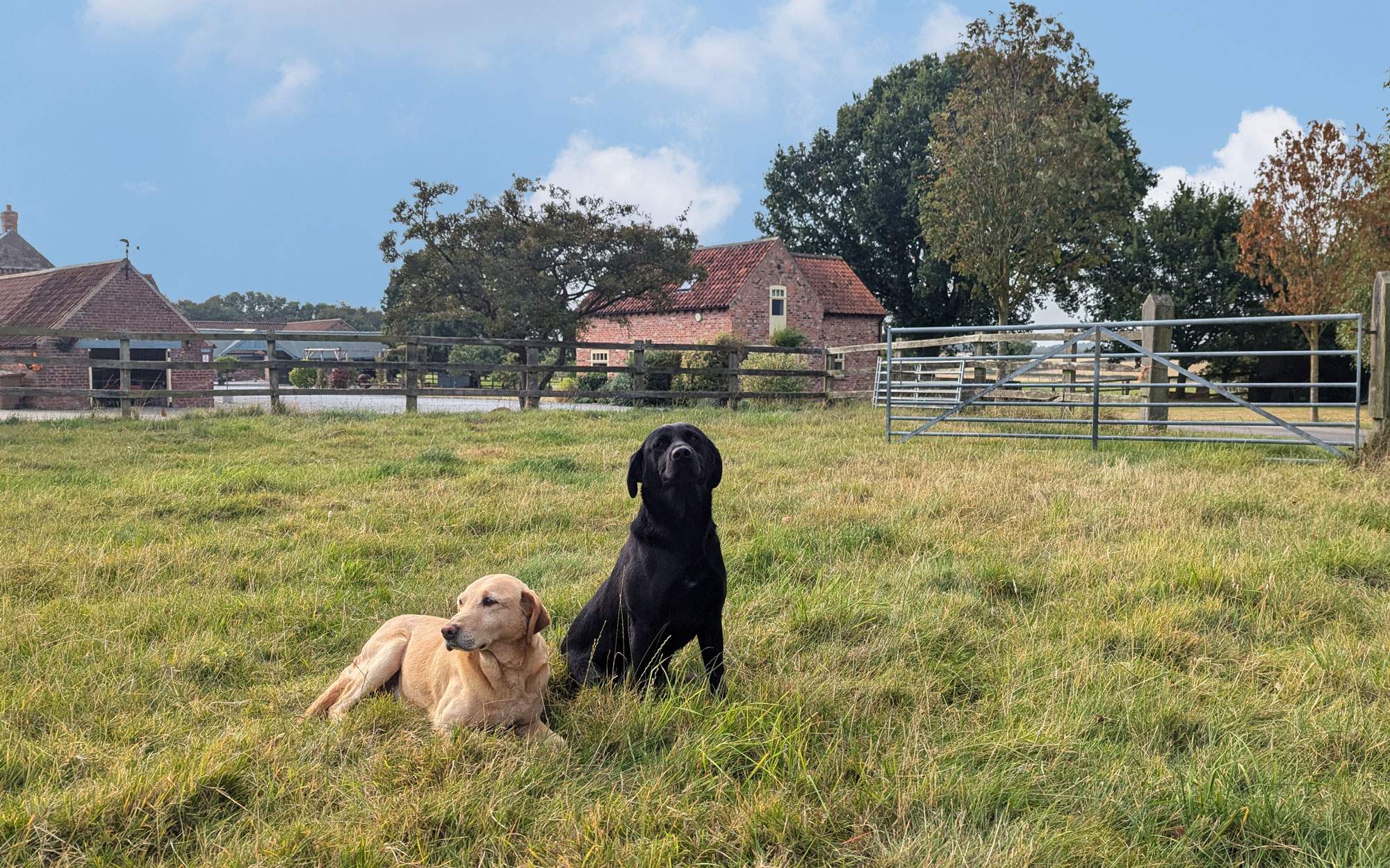 Two labradors sitting in the paddock with Forge cottage in the background