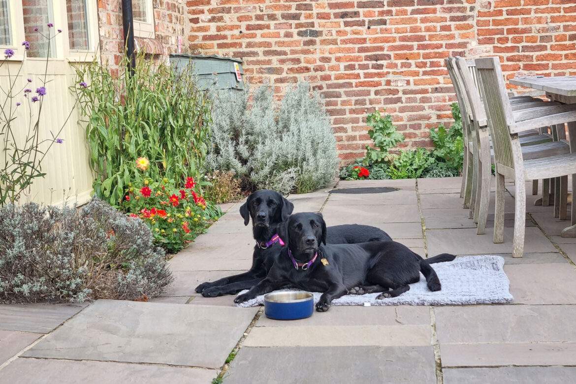 Two of our guests labradors in Foldyard garden