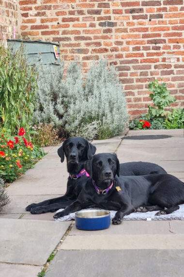 Two of our guests labradors in Foldyard garden