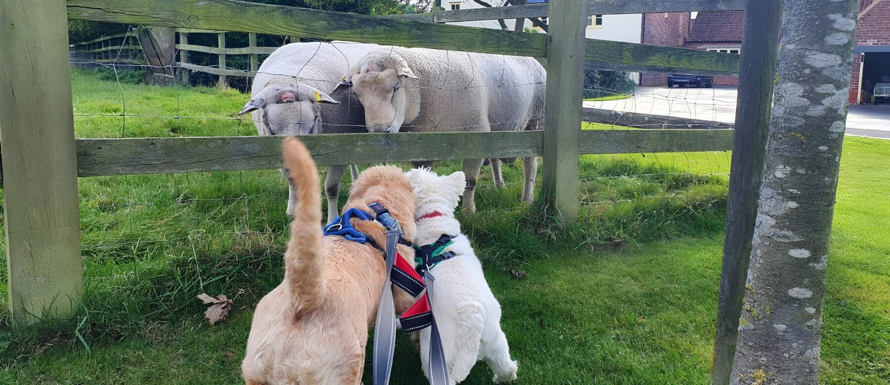 two little dogs making friends with rams