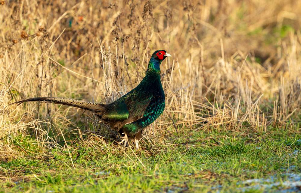 Pheasant in the field 