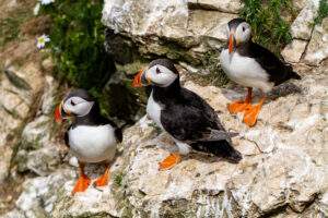 Puffins at Bempton Cliffs - VHEY