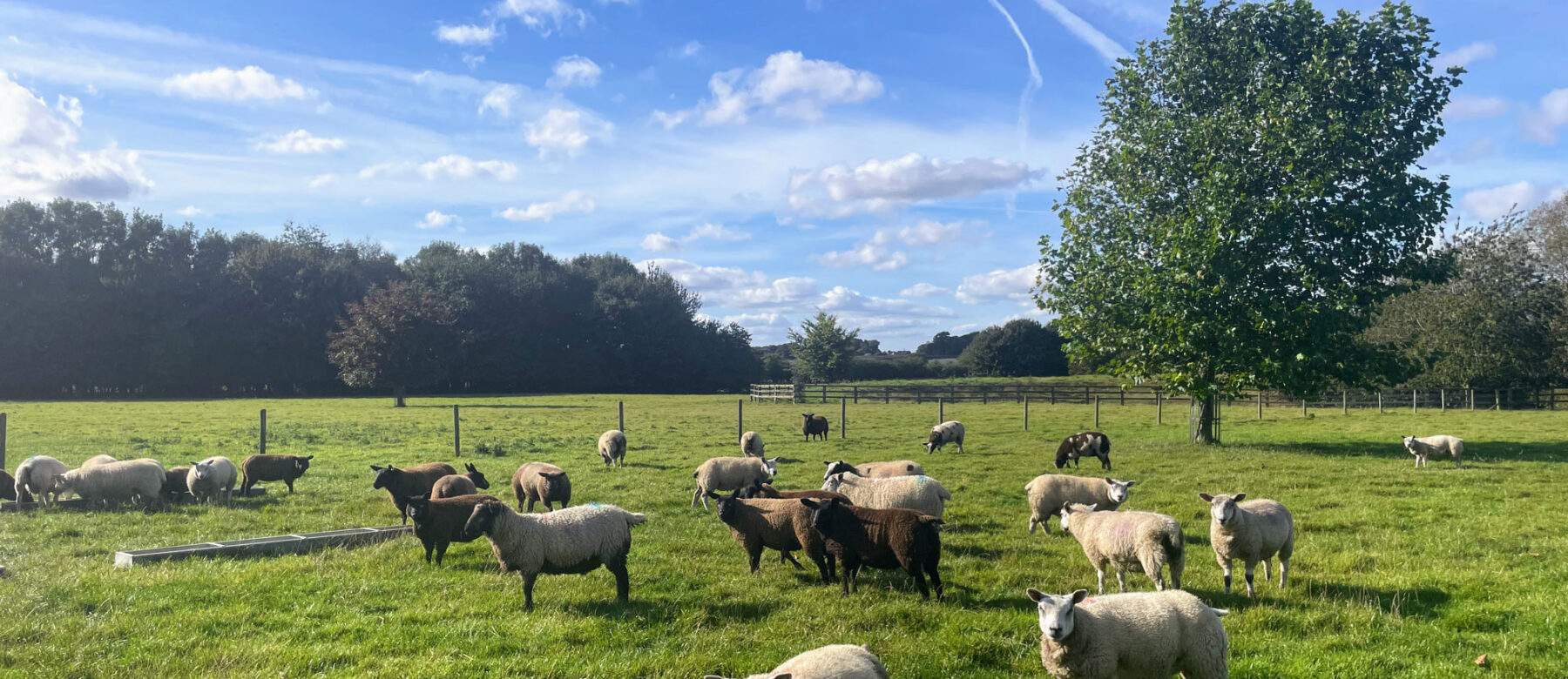 ewes in the paddock on a nice sunny day