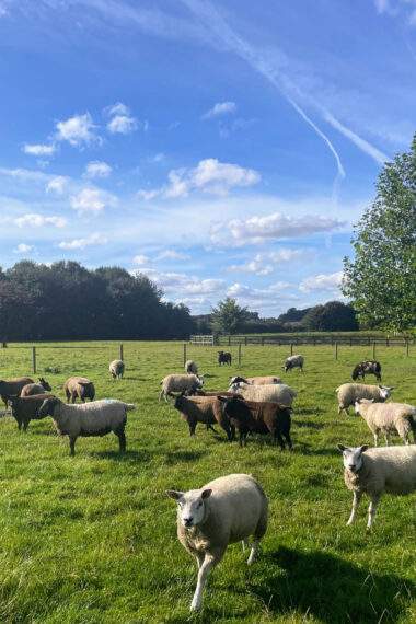 ewes in the paddock on a nice sunny day