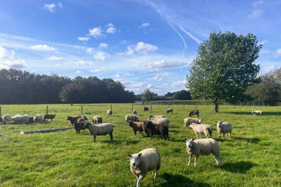 ewes in the paddock on a nice sunny day 