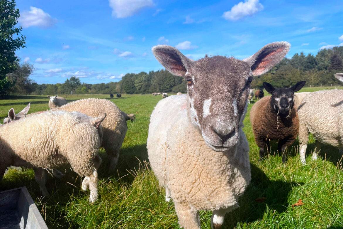 older lambs by the feeder
