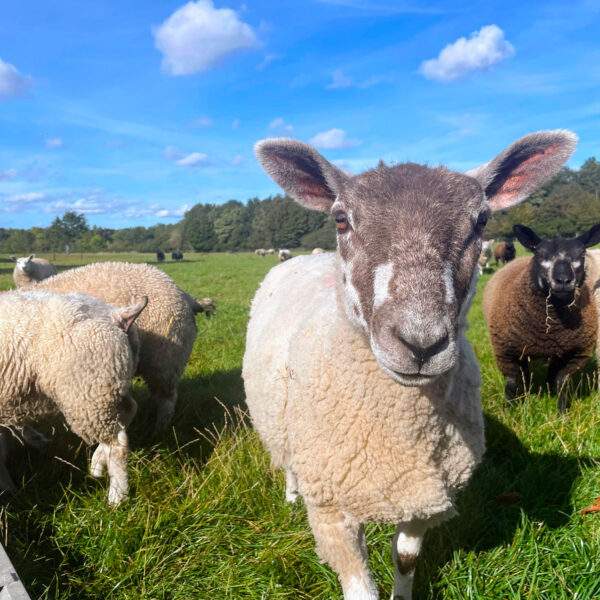older lambs by the feeder 