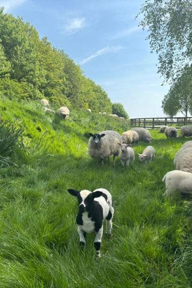 Lambs on the bank with their mums - lovely spotting lamb looking at the camera