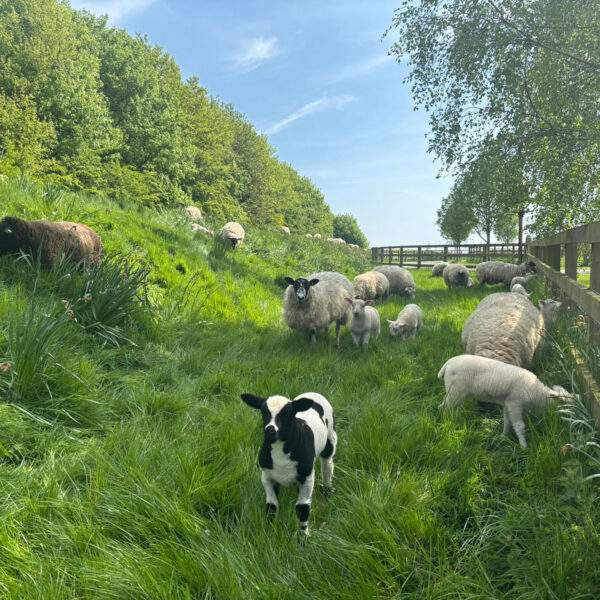Lambs on the bank with their mums - lovely spotting lamb looking at the camera 