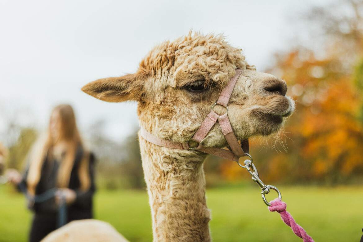 alpaca with a lead on